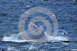 Brydes Whale Feeding 2