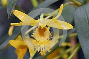 Brymer`s Dendrobium Orchid