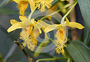 Brymer`s Dendrobium Orchid