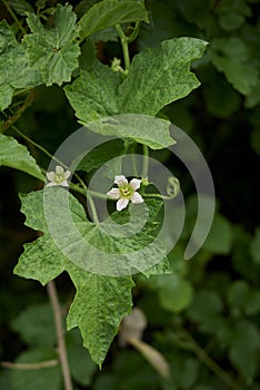 Bryonia alba vine in bloom