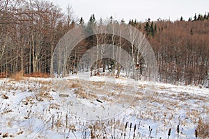 Bryony in the winter landscape