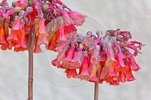 Blooming Red Yucca