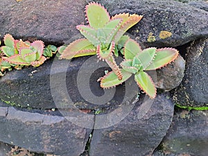 Bryophyllum daigremontianum, grown on a stone wall. Also known as calanchoÃª or mother of thousands.