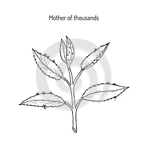 Bryophyllum daigremontianum, Mother of Thousands