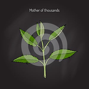 Bryophyllum daigremontianum, or Mother of Thousands