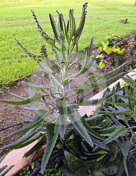 Bryophyllum daigremontianum - plant is a succulent plant native to Madagascar - Varadero, Cuba