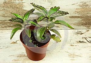 Bryophyllum daigremontianum on wooden table