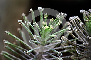 Bryophyllum delagoensis blooms