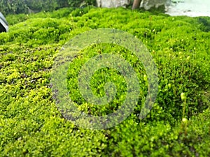 Bryophyta leaf Moss briopsida adreales