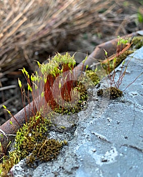 Bryophyta or leaf moss that srows and attaches to stones, this moss is green.