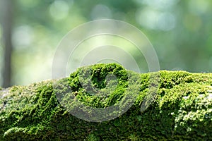 Bryophyta, macro freshness green moss covered on wood in the morning with bokeh background