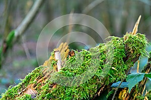 Bryophyta moss in the forest.