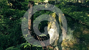 Bryophyta moss on the stone in Carpathians