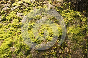 Bryophyta sensu stricto, Guarau beach, Peruibe