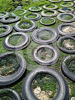 Bryophyte around useless car tires