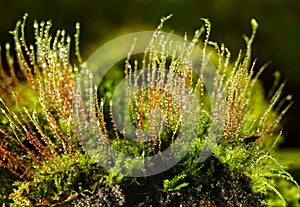 Bryophyte and dew