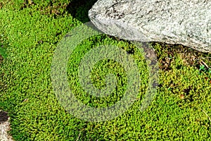 Bryophyte plant and boulder as a background