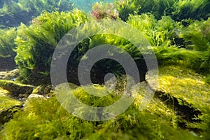 Bryopsis, Ulva, cladophora green algae in storm weather, torn algal mess in laminar flow muddy water, low salinity Black sea