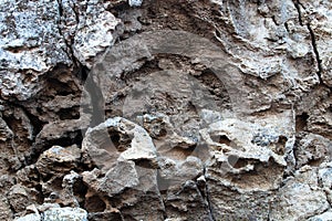 Bryozoan limestone
