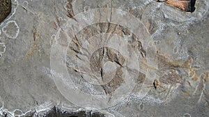 Bryozoans sea fan fossil