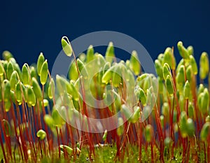 Bryum moss capsules