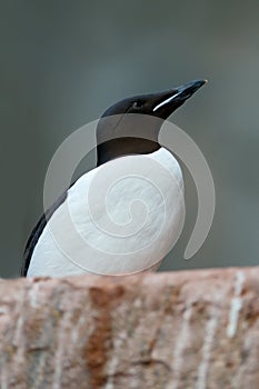 BrÃ¼nnich's Guillemot, Uria lomvia, white bird with black head sitting on the rock, Svalbard, Norway
