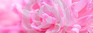 Ðbstract romance background with delicate pink peonies flowers, close-up. Romantic banner with free copy space