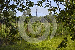 BT Tower Through Regents Park in London