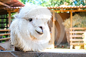 Btla cute alpaca in the mountains of the Andes