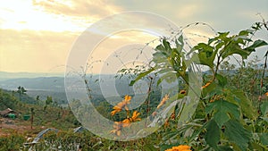 Bua Tong blooms in the cold wind on the high mountain