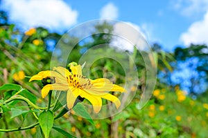 Bua Tong flower with Blue Sky Behind at Daytime