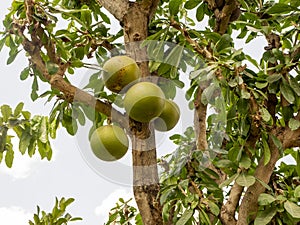 Buah Maja, Aegle marmelos or indian bael fruit, golden apple, Japanese bitter orange on the tree