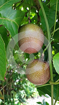 Buah Markisa fruit Markisa