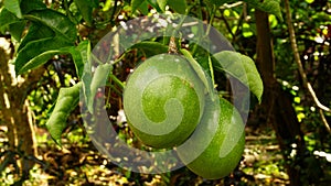 buah markisa photo