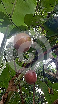 buah markisa or passiflora edulis or passion fruit is red and on the tree