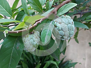 buah sarikaya or custard apple balanagar or sharifa fruit or shareefa or international dragon fruit or sugar apple photo