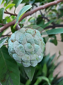 buah sarikaya or custard apple balanagar or sharifa fruit or shareefa or international dragon fruit or sugar apple photo