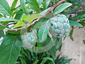 buah sarikaya or custard apple balanagar or sharifa fruit or shareefa or international dragon fruit or sugar apple photo