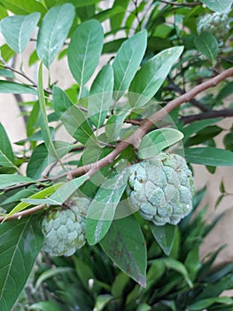 buah sarikaya or custard apple balanagar or sharifa fruit or shareefa or international dragon fruit or sugar apple photo