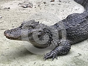 Buaya Yangtze river chinese alligator on sand photo