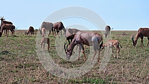 Bubal antelopes graze