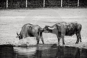 Bubalus arnee cattle