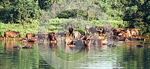 Bubalus arnee or the wild water buffalo, Asian buffalo, Asiatic