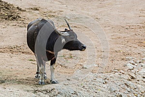 Bubalus arnee in the zoo.