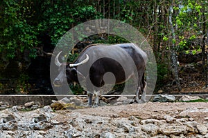 Bubalus arnee in the zoo.