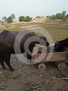 BUBALUS BUBALIS /WATER BUFFALO