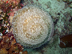 Bubble anemone