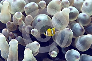 Bubble anemone and anemonefish