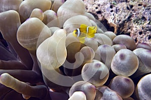 Bubble anemone and anemonefish