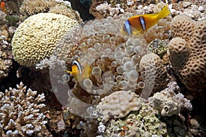 Bubble anemone and anemonefish